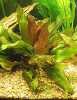 Echinodorus Red Flame